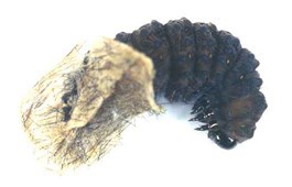 Caterpillar 1